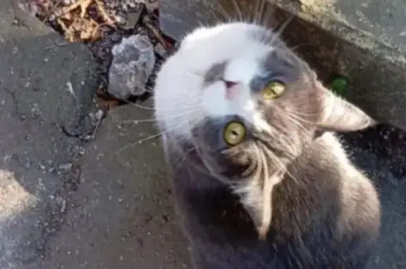 Кошка найдена на ул. Металлургов, 48, Москва