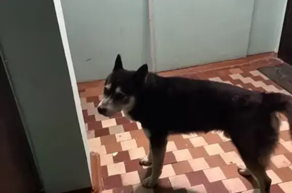 Найден хаски, Школьная ул. 23, Ижевск