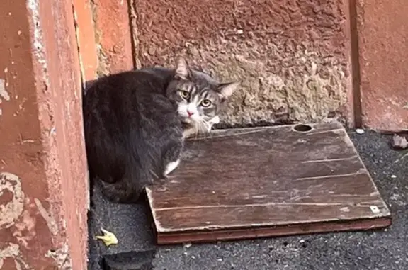 Найдена кошка, Иваново, фото: Кошка найдена: 3-я Межевая ул., Иваново