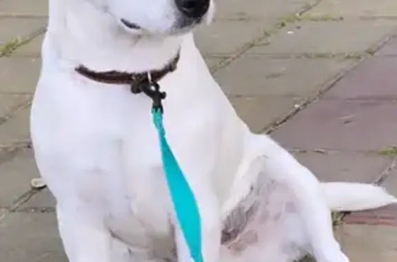 Пропала собака, Сочи, Краснодарский край