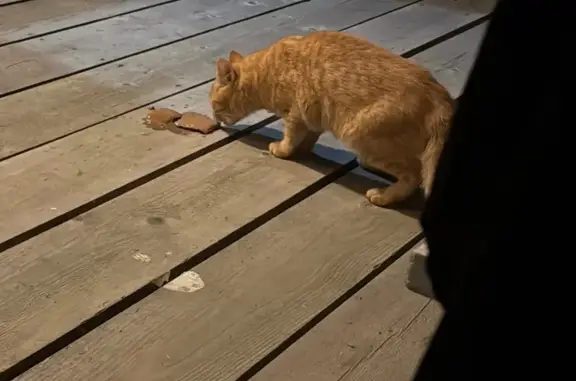 Найдена кошка, Сахалинская область, фото: Кошка найдена в лесу, Сахалинская обл.