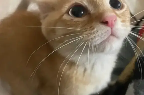 Найдена кошка, Стерлитамак, фото: Кошка найдена: Стерлитамак, Башкортостан