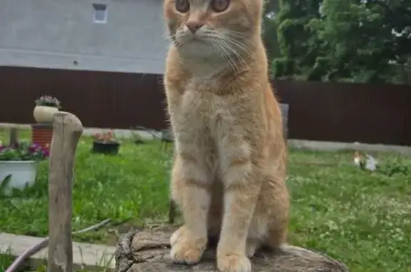 Пропала кошка в Софьино, МО