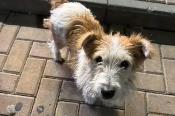 Найдена собака, Новороссийск, фото: Собака найдена, ул. Лейтенанта Шмидта