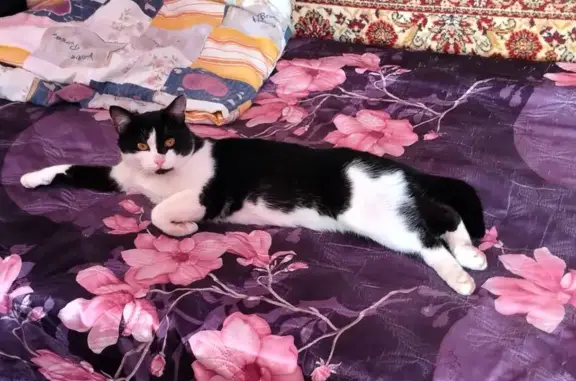 Пропала кошка, Брусничная ул., Новопокровское