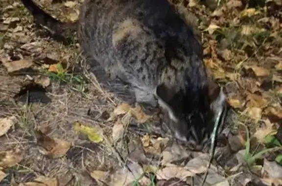 Ласковая кошка найдена на Ленина, 61