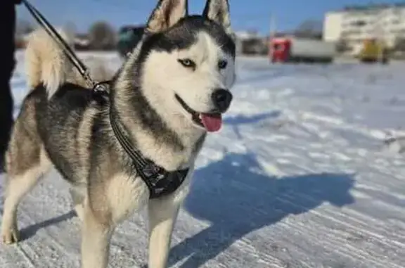 Собаки потеряшки, Краснодарский край, фото: Потеряшка собака в ст. Васюринская, 4-я Викторианская, Краснодарский край