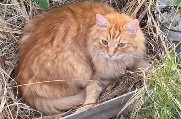 Пропала кошка, Трамплинная ул., Калуга
