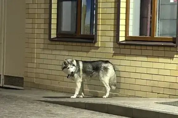 Найденные животные Ейск, фото: Хаски найдена на Пионерской, Ейск