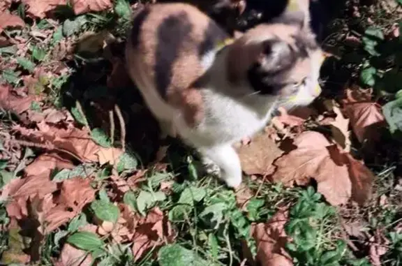 Найдена кошка, Электросталь, фото: Кошка найдена: ул. Золотухи, Электросталь