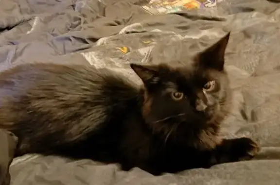 Найдена кошка, Калуга, фото: Калуга: найдена чёрная кошка, ул. Ленина, 100