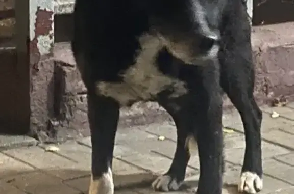 Собака ждёт хозяина, Бестужевых 21Б