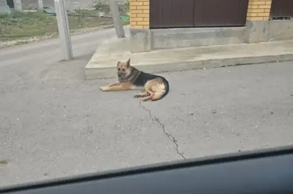 Найдена собака, Жигулёвск, фото: Собака найдена на Молодёжной, Жигулёвск