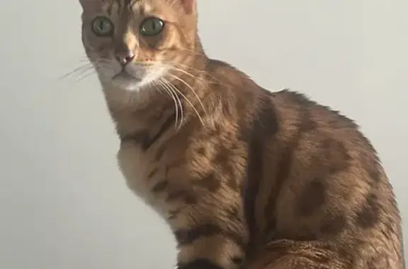 Пропала кошка на ул. Кулагинская, д.10а