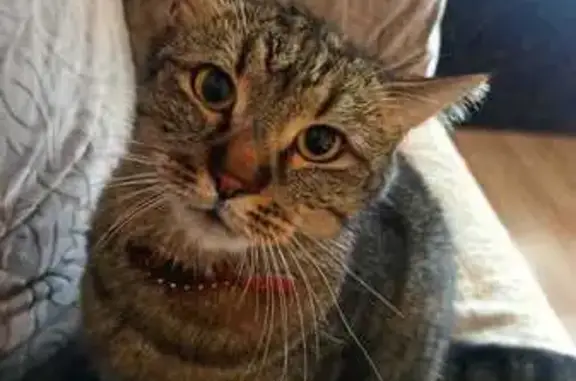 Пропала кошка, Олимпийский пр., Мытищи