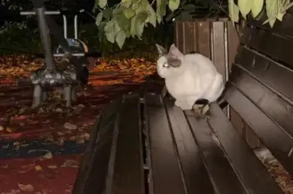 Кошка найдена: Ленинградский проспект, 62