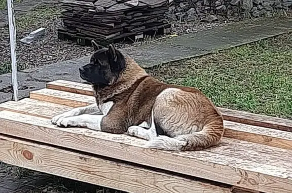 Собаки потеряшки, , фото: Потеряшкаи акиты, СНТ Тайга 2, Малый Кускун