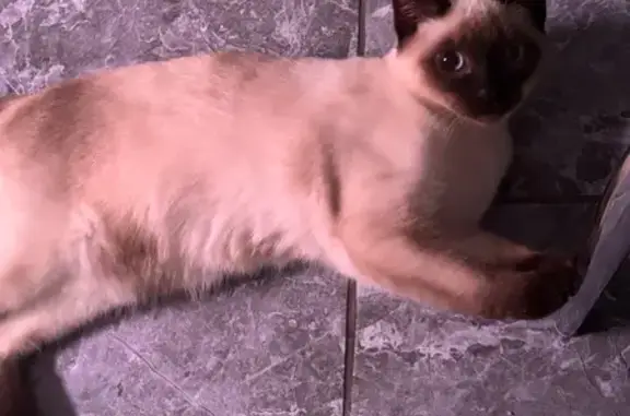 Пропала кошка, ул. Каховского 10, Гусь