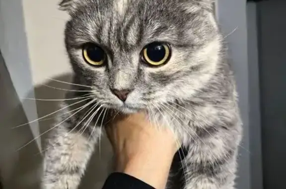 Найдена кошка, Тюмень, фото: Кошка найдена: Московский тракт, 37/1