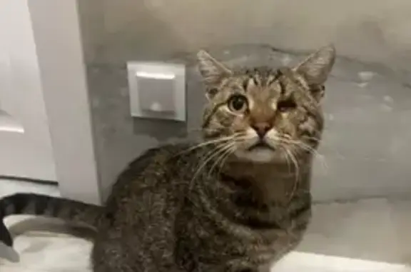 Кошка найдена: Волоколамское ш., 71/13 к1