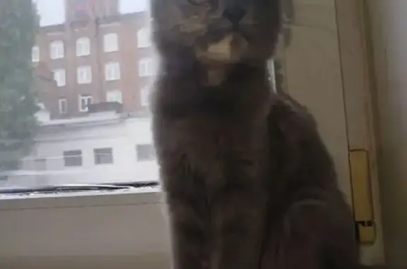 Кошки потеряшки, Оренбург, фото: Потеряшка котёнок, Ташкентская, 87, Оренбург