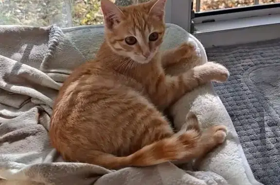 Кошки потеряшки, Ярославль, фото: Потеряшка кошка, Ярославль, Октябрьская 67А