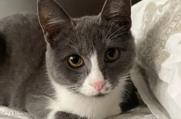 Кошки потеряшки, городской округ Новочеркасск, фото: Потеряшка кошка, Баклановский пр., 146