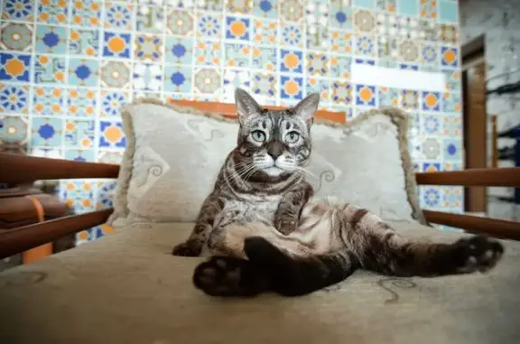 Пропала кошка, Восточная ул. 23, Чемодурово