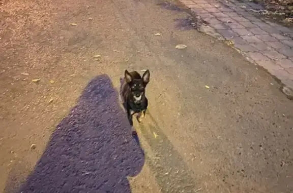 Найдена собака, Комсомольская 29, Екб