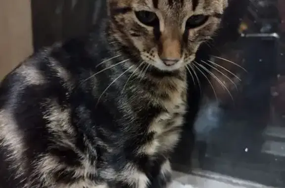 Кошка найдена: Каспийская 20 к1, Москва