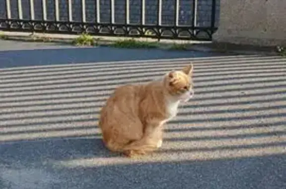 Рыжая кошка под Каретным мостом, СПб