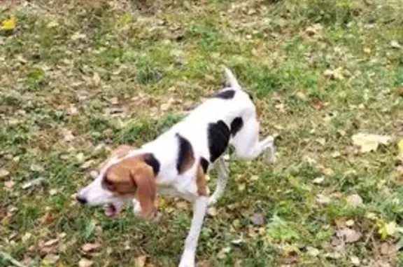 Найдена собака, Брянская область, фото: Собака найдена между Толбино и Крючками