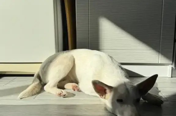 Найдена собака, Ярославль, Моск. пр., 163 к2