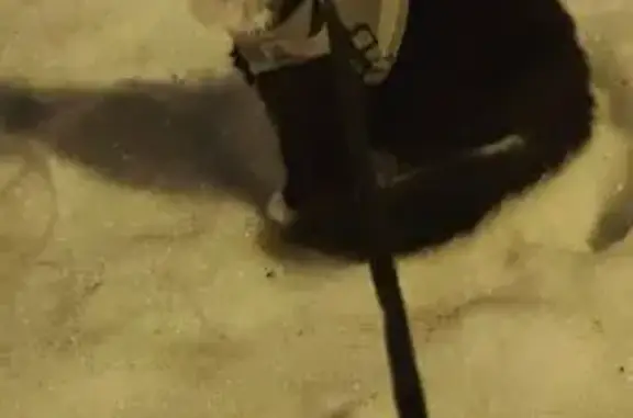 Кошки потеряшки, Клин, фото: Потеряшка кошка, ул. Карла Маркса, 53, Клин