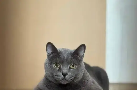 Кошки потеряшки, Санкт-Петербург, фото: Потеряшка кошка, Тамбовская ул., СПб