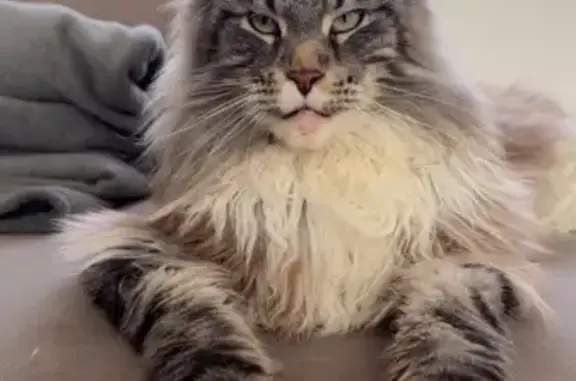 Пропала кошка на Красносельском шоссе, 103