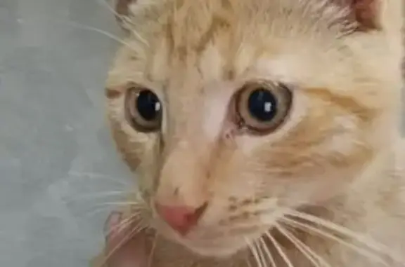 Найденные животные Вологда, фото: Кошка найдена на Панкратова, 46, Вологда