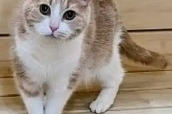 Кошки потеряшки, Калужская область, фото: Потеряшка кошка в Папино, Калужская область