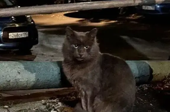 Кошка найдена: Ясногорская ул., 7, Москва