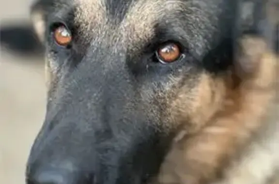 Пропала собака, Пущино, Пролетарская 44