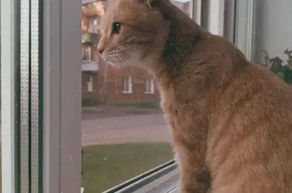 Пропала кошка на Советской, 1А, Красноуральск