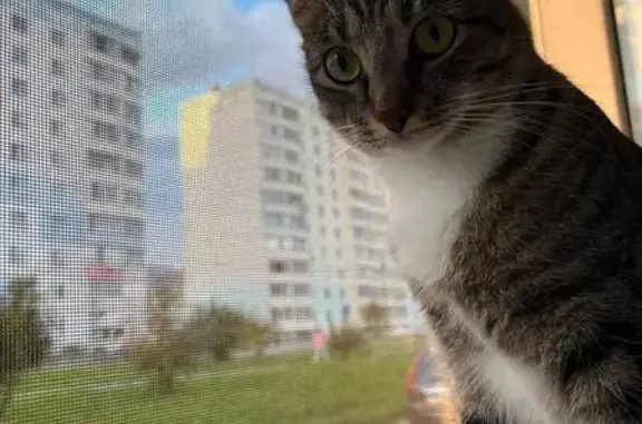 Пропала кошка, ул. Динамовцев, 16, Нск