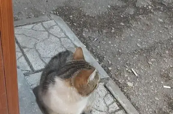 Кошка найдена на Металлургов, 30, Тула