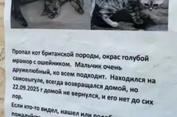 Пропала кошка, Истра, МО