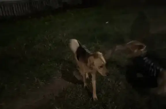 Найдена собака, , фото: Найдена собака: ул. Попова, 14/32, Вел. Новгород