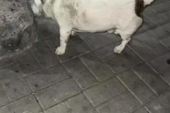 Найдена собака на пл. Нар. Ополчения, 2