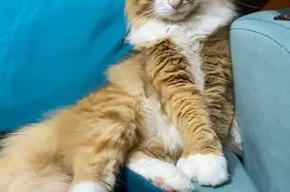 Кошки потеряшки, Кострома, фото: Потеряшка кот, ул. Коммунаров, Кострома