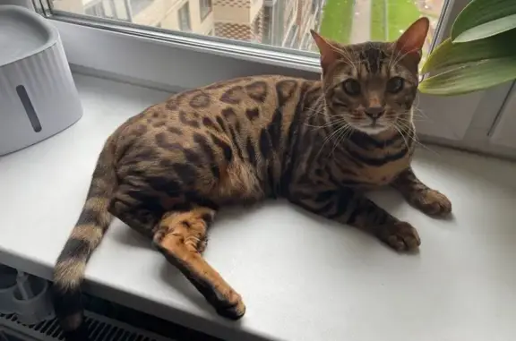 Пропала кошка, Большеврудское пос.