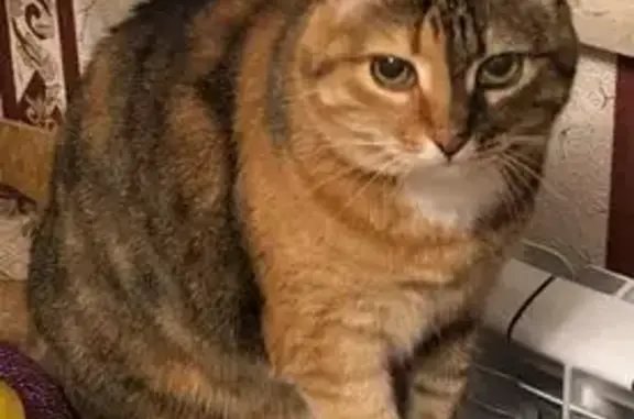 Потерянные животные Гаспра, фото: Пропала кошка на Школьной улице, 1, Гаспра