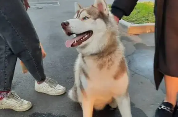 Найдена хаски, Зелёный пр-т, Москва